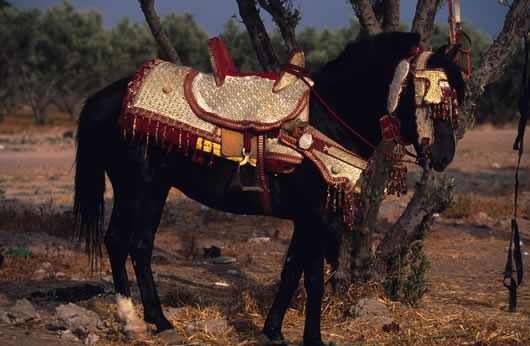 cheval de fantacia